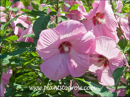 very large pink flowers with red center markings